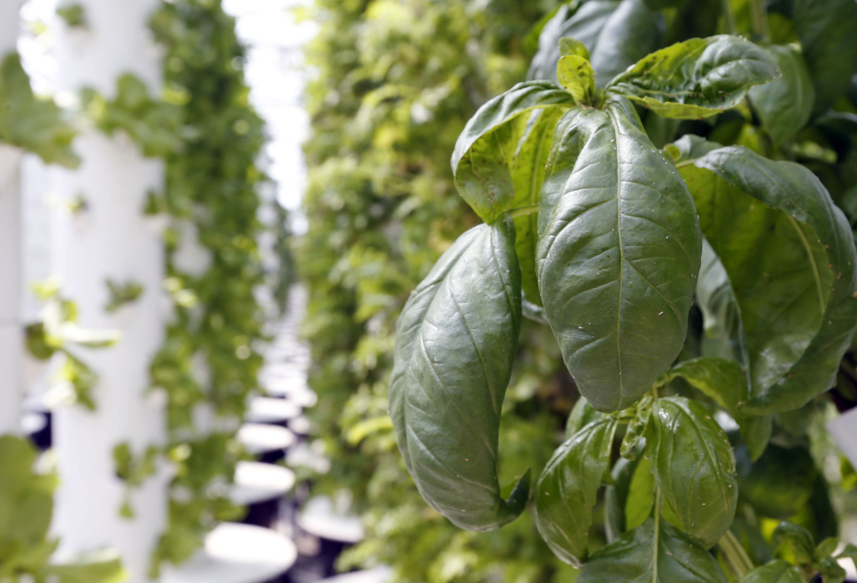 Plant - Basil
